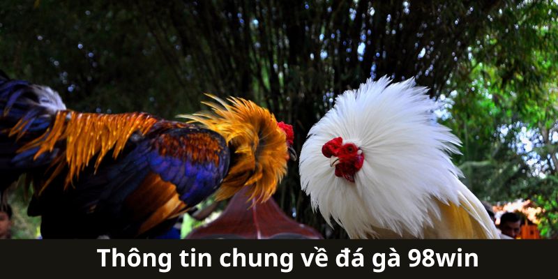 Giới thiệu sơ lược về sảnh đá gà cho cược thủ