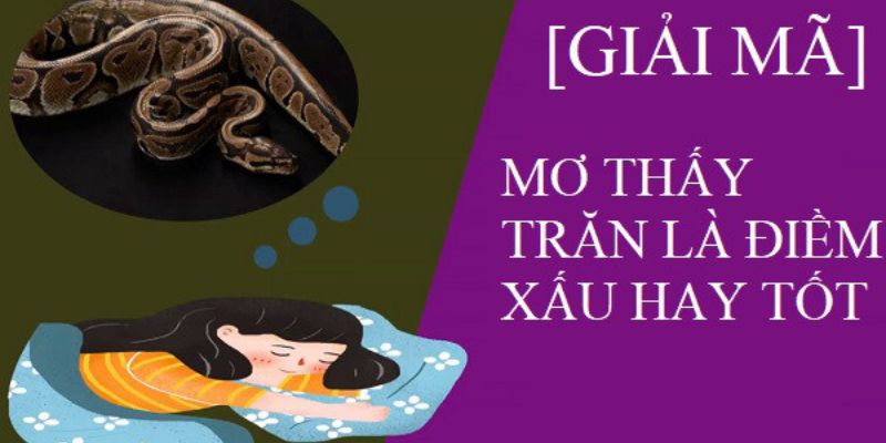 Tìm hiểu ý nghĩa trong phong thuỷ về giấc mơ thấy con trăn